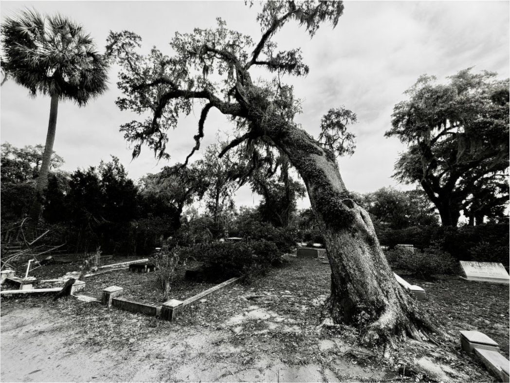 Main image Tree at Bonaventure Cemetery