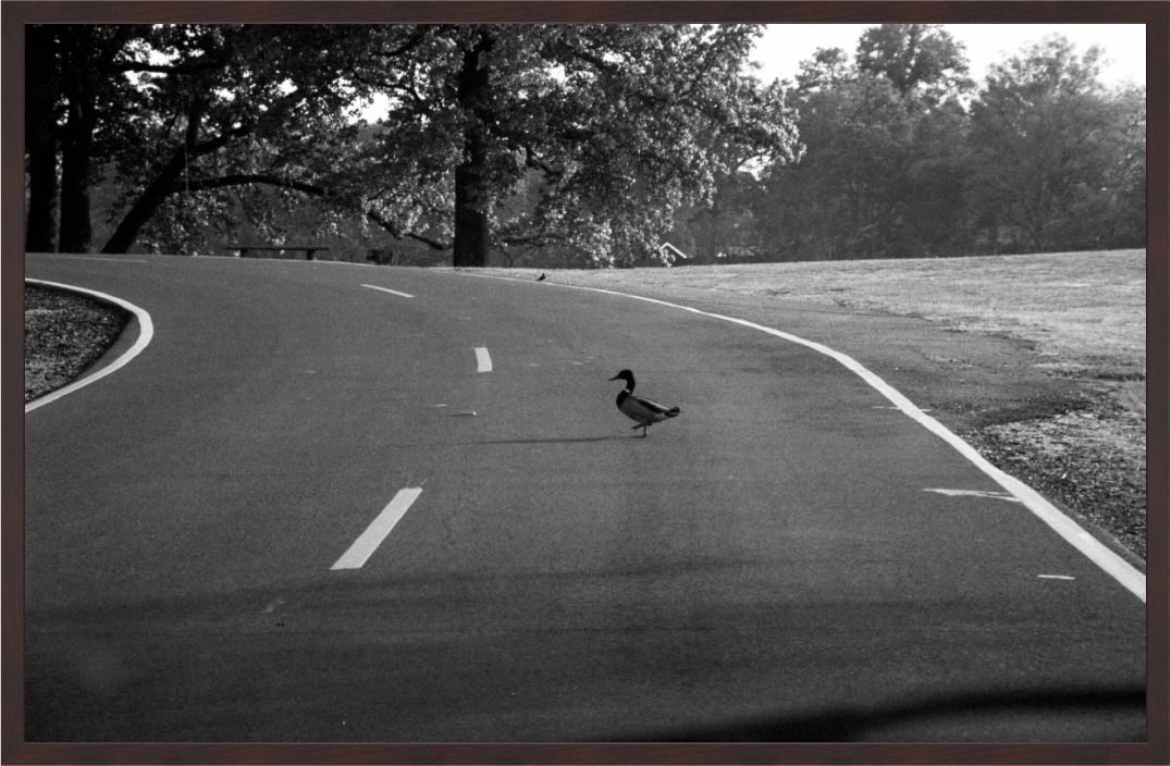 Main image Duck Crossing