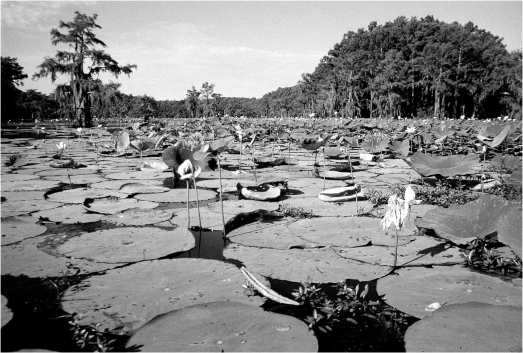 Main image On Caddo Lake