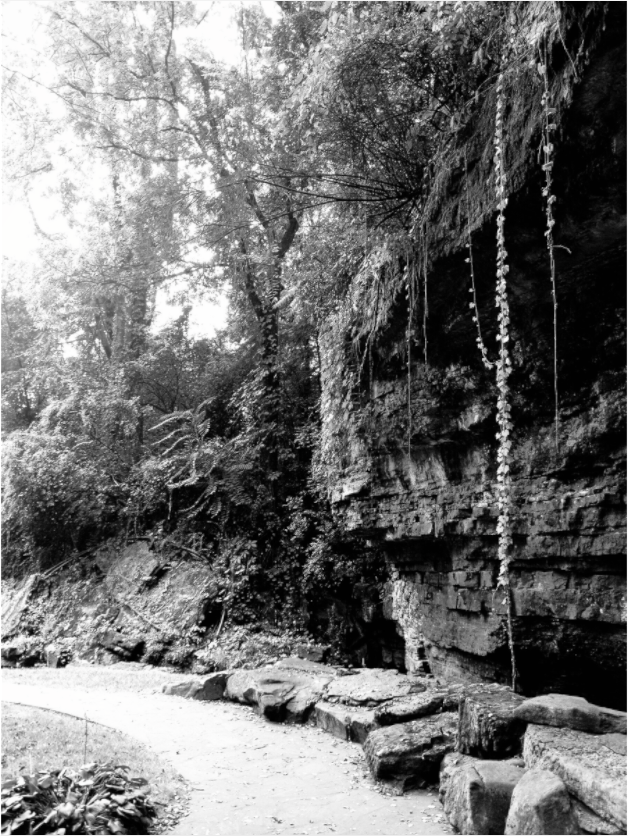 Main image Vines Falling from Cliff