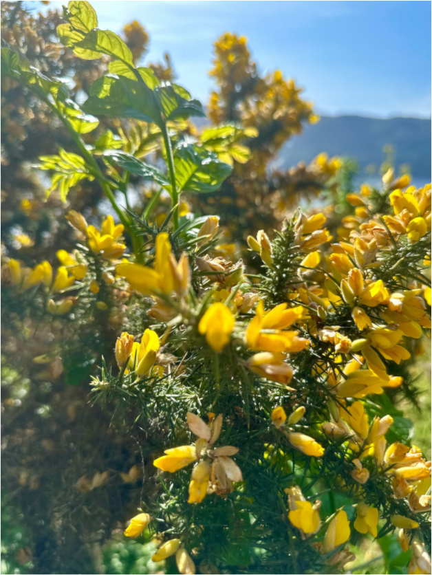 Main image Gorse