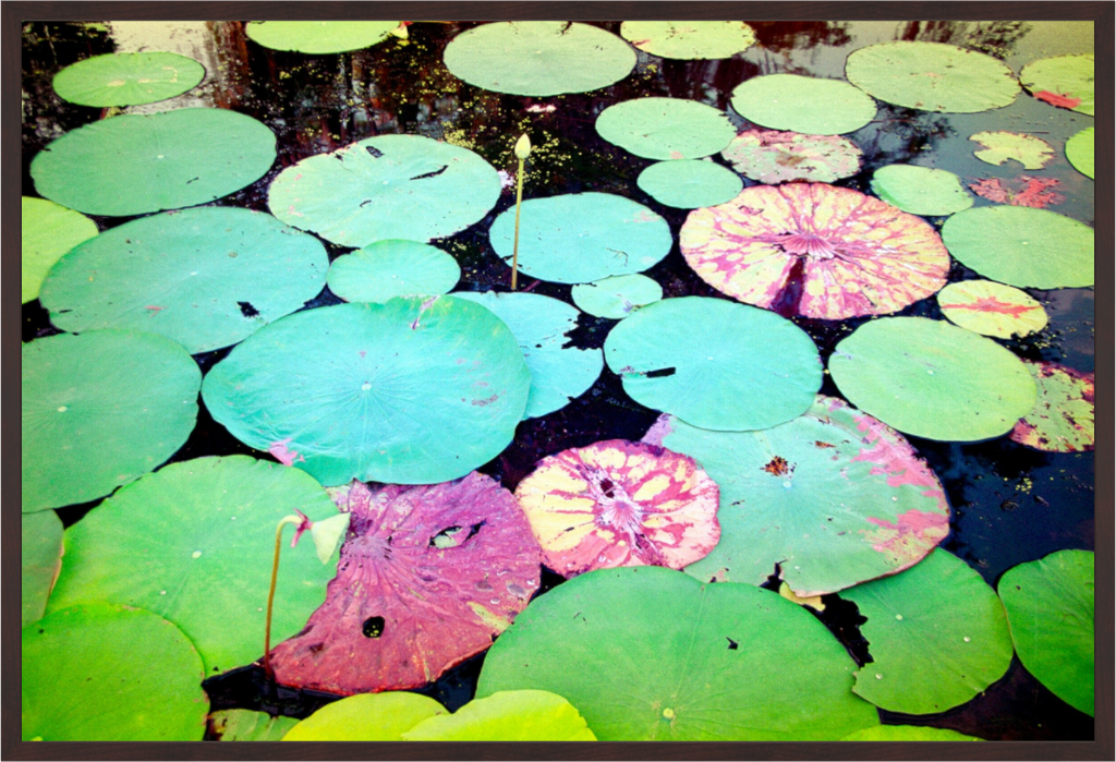 Main image Lilley Pads