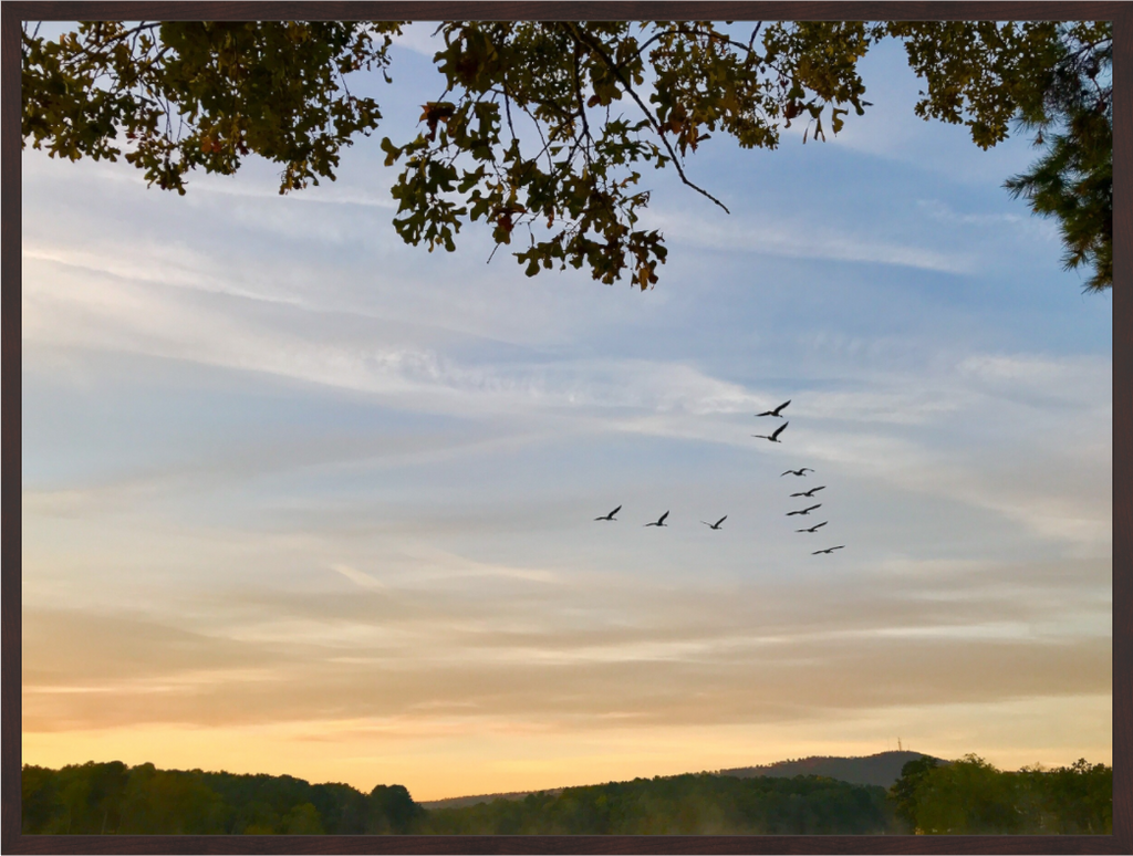 Main image Flock of Geese