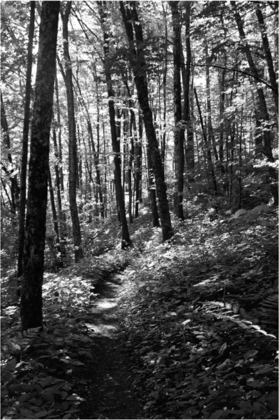 Main image Appalachian Trail, View 1