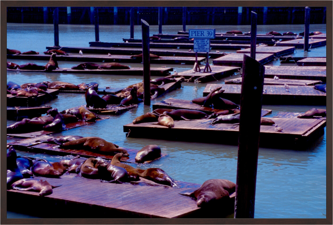 Main image Pier 39 Wildlife