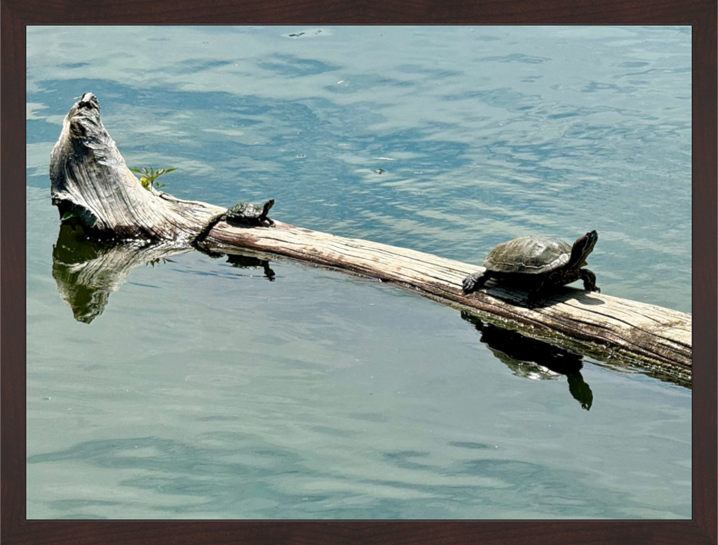 Main image Turtles