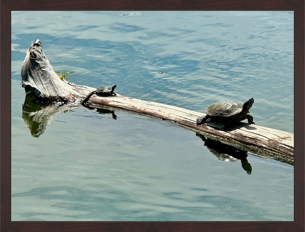 Main image Turtles