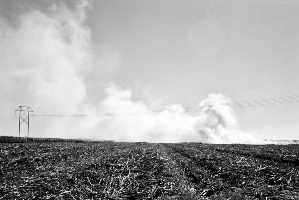 Sugar Cane Field, Burning