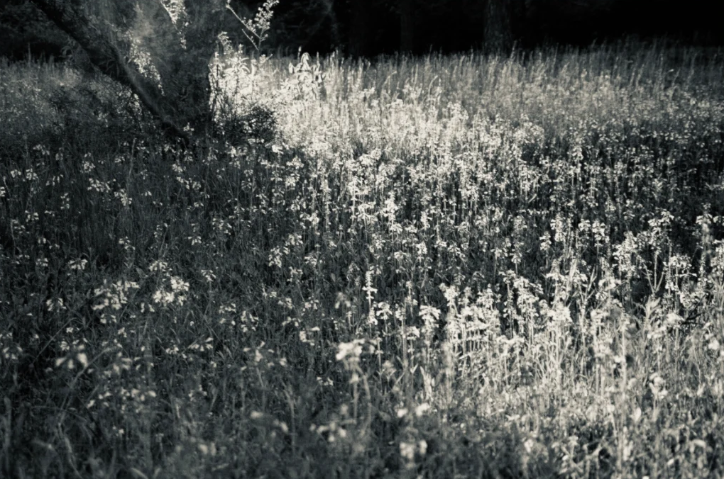 Sunlit Field