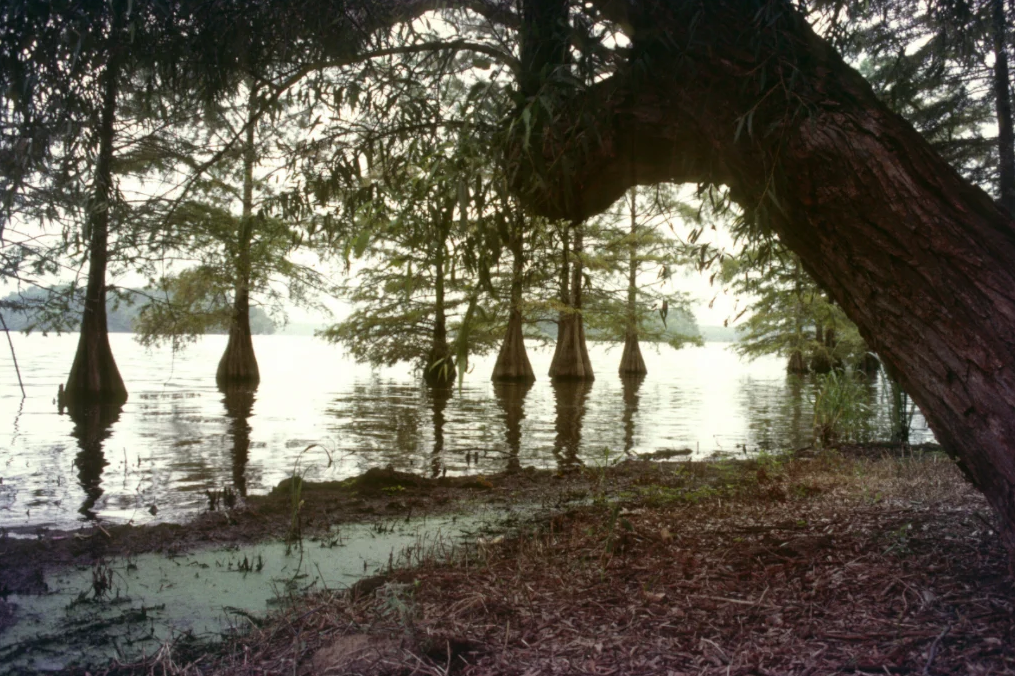 Cypress Trees Along Bank