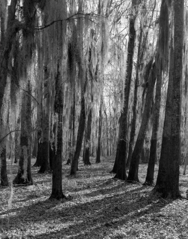 Mossy Trees