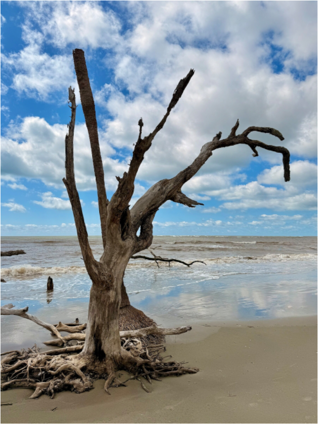 Main image Tree at Capers Island