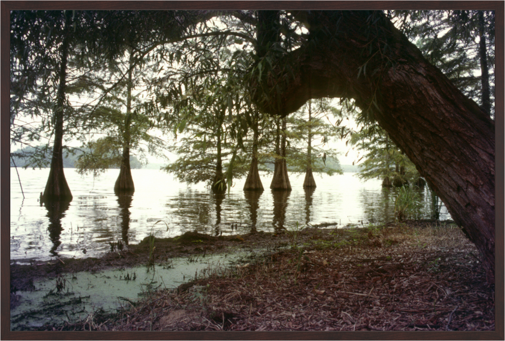 Main image Cypress Trees Along Bank