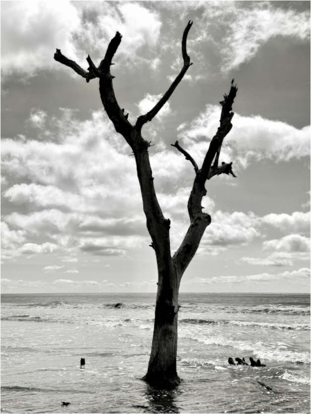 Main image Tree at Capers Island