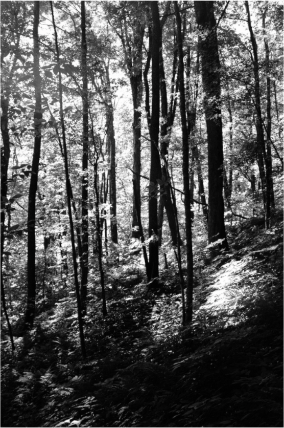 Main image Appalachian Trail, View 2
