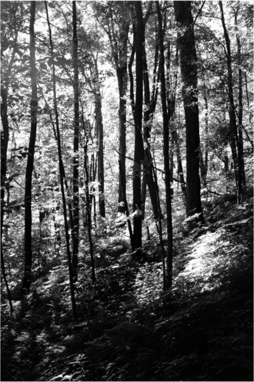 Main image Appalachian Trail, View 2
