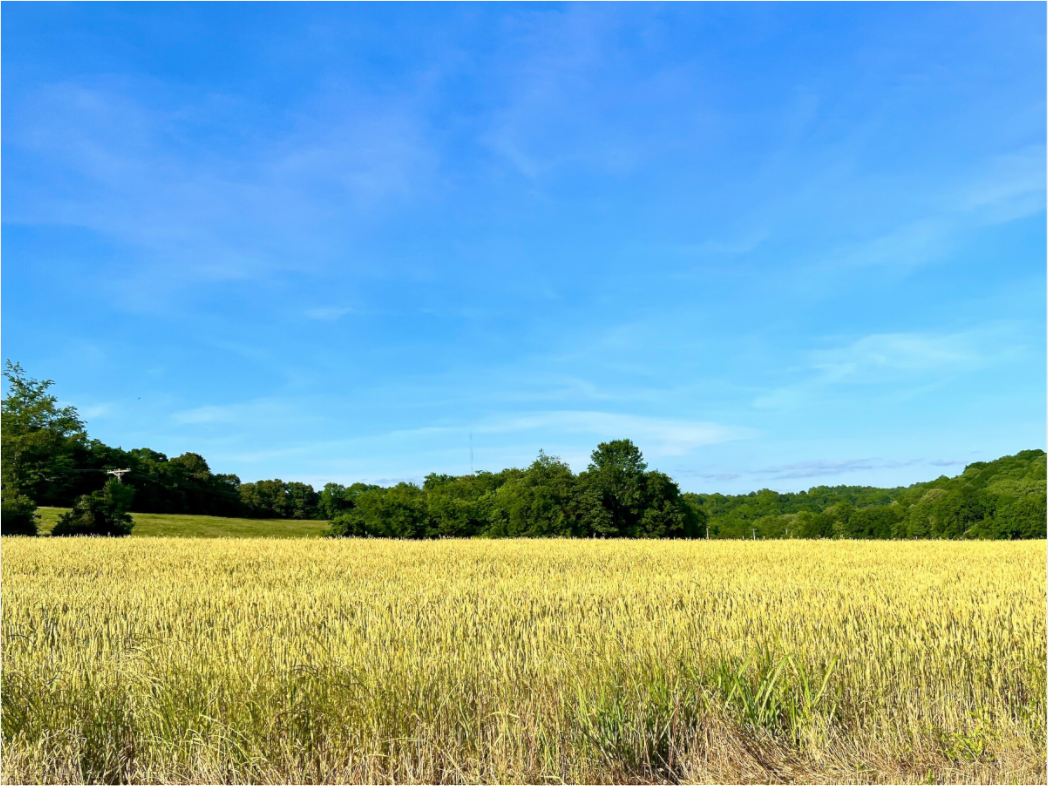 Main image Grassy Field
