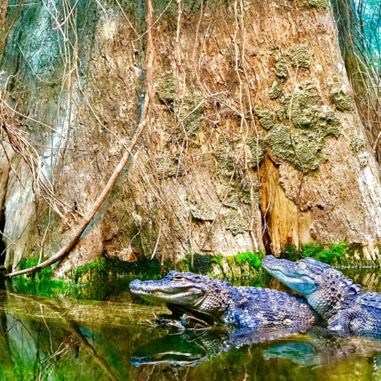 Alligators