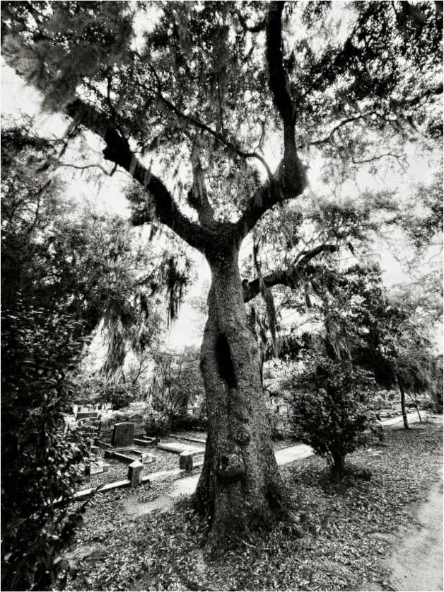 Main image Tree at Bonaventure Cemetery