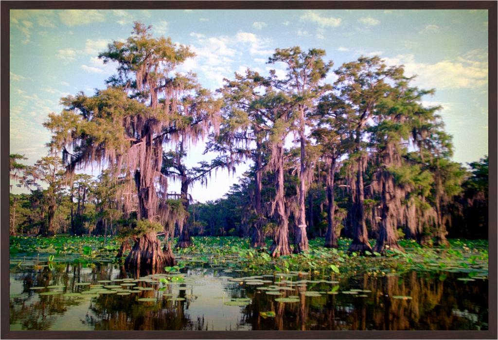 Main image Cypress Trees