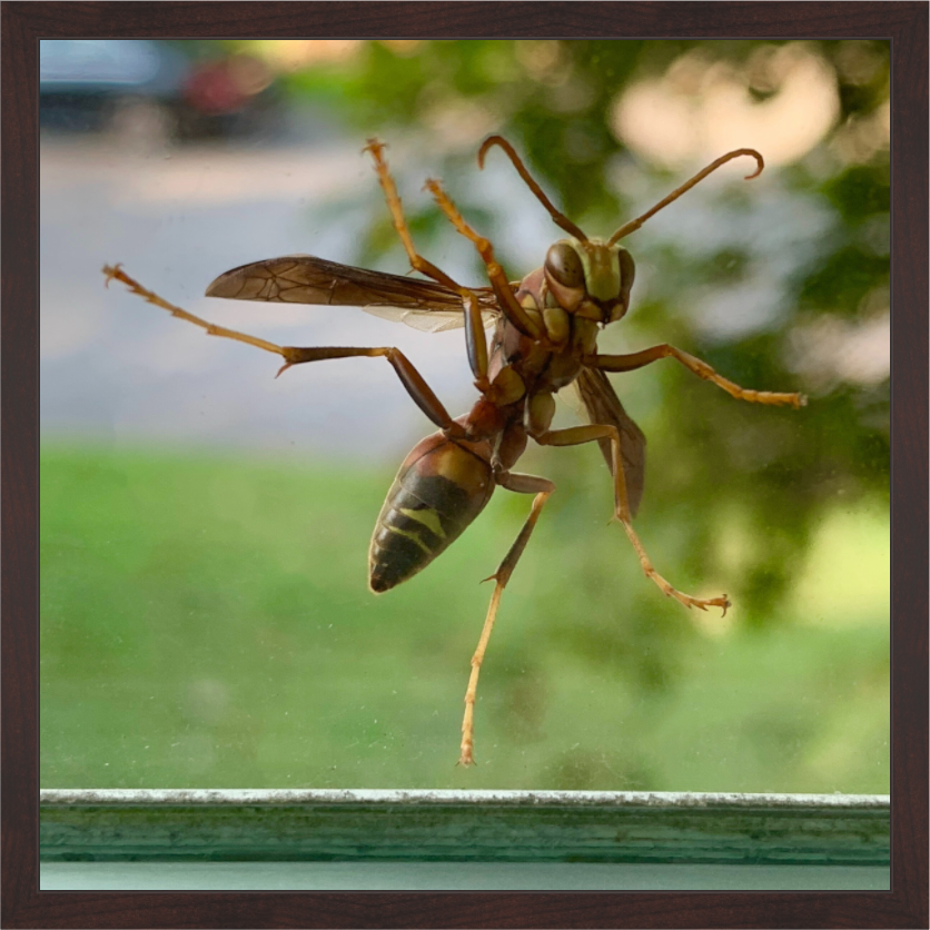 Main image Paper Wasp