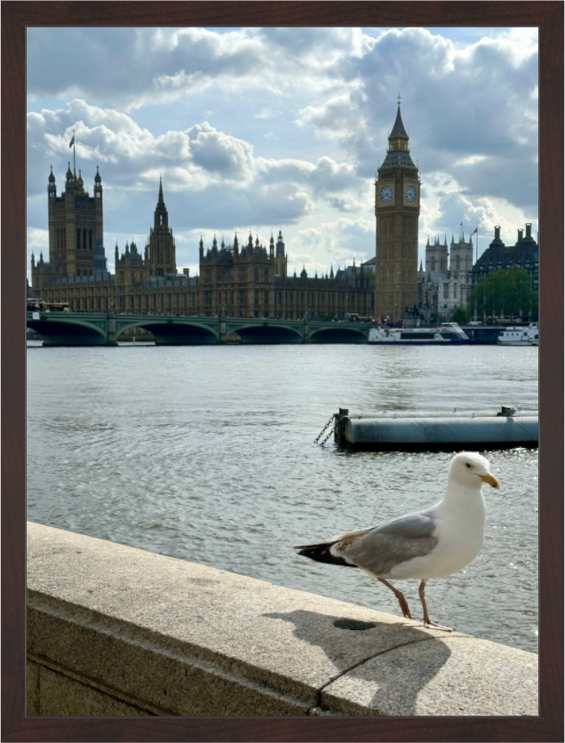 Main image Seagull on the Thames