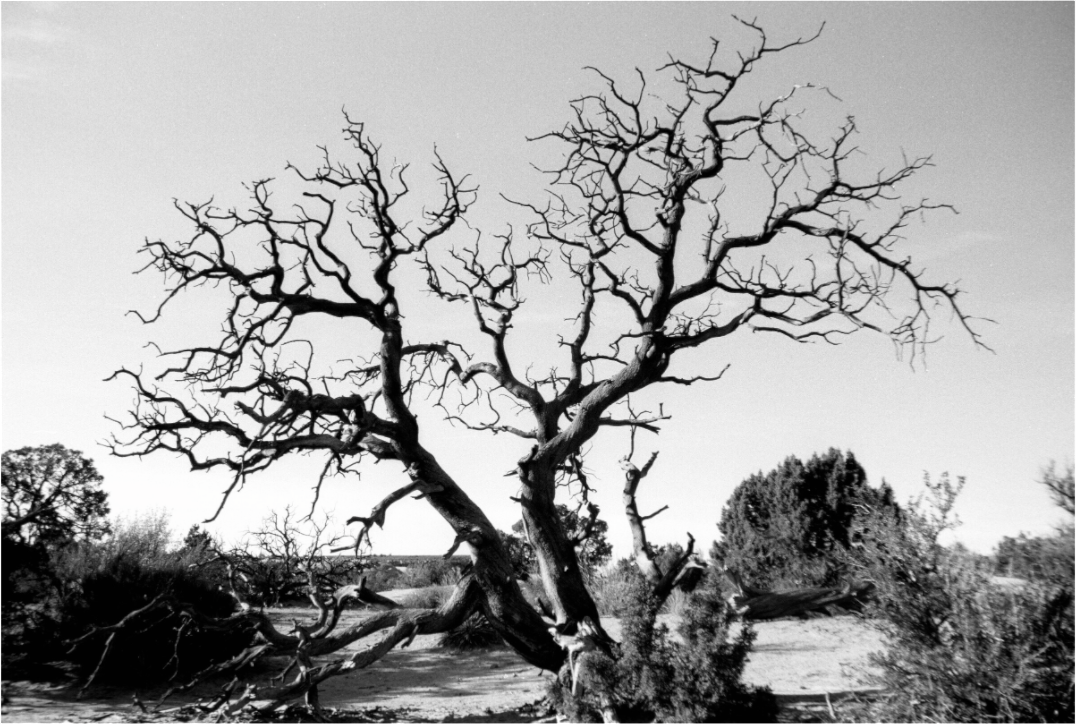 Main image Tree Near Skyline Arch