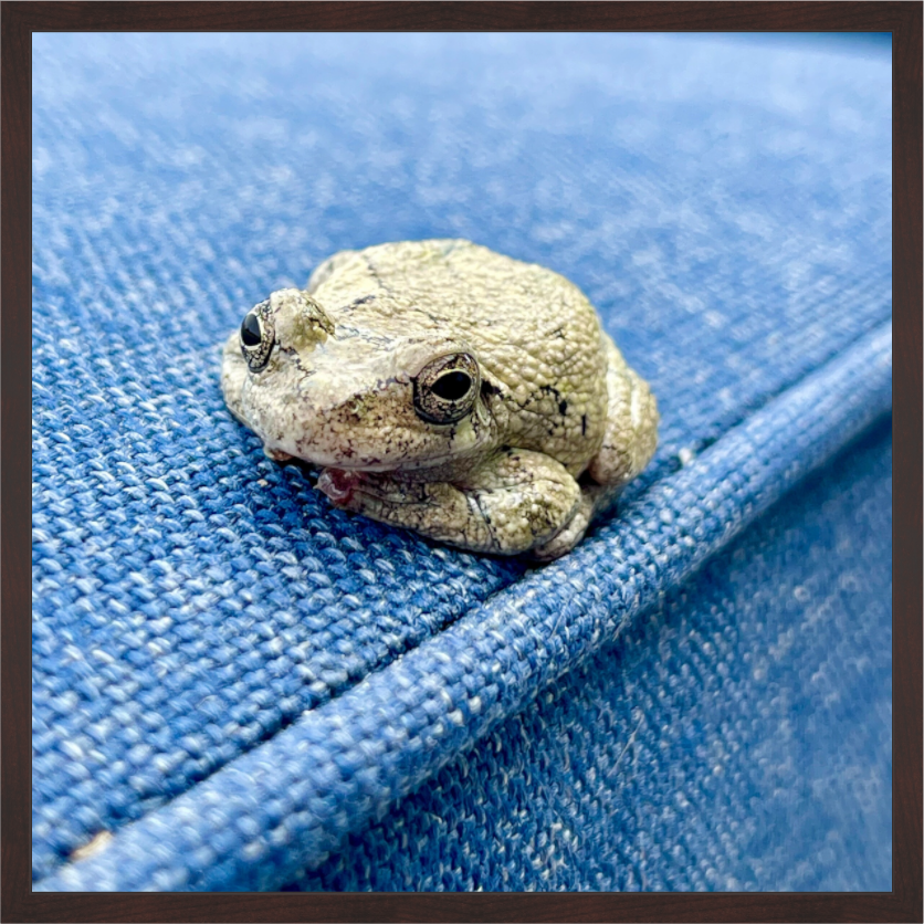 Main image Frog
