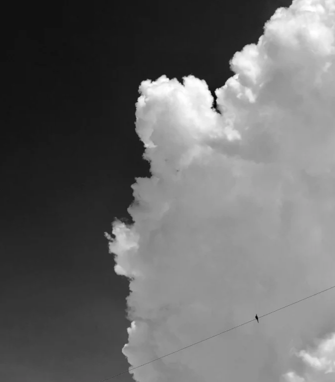 Bird on a Wire1