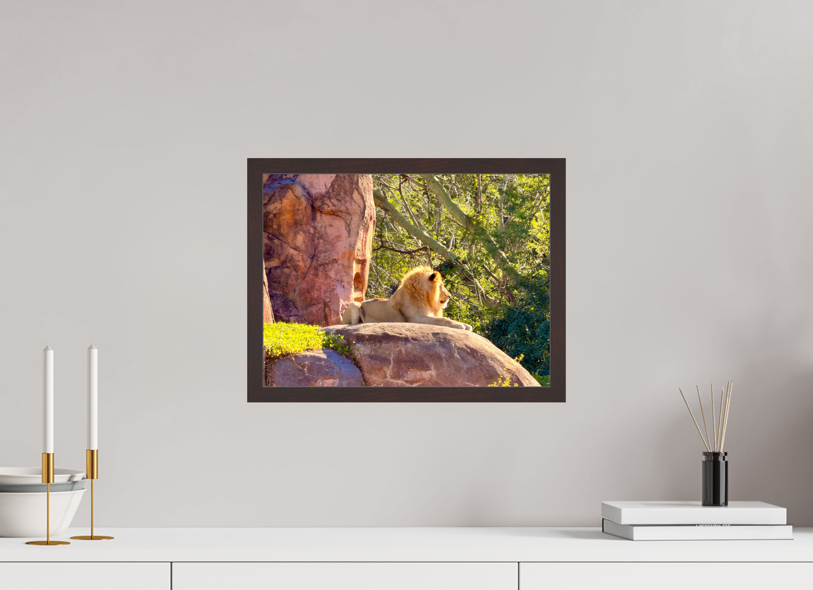16 x 12″, ArtBox On Aluminum Dibond Lion