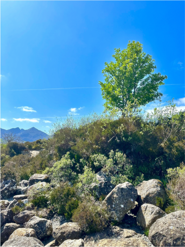 Main image Tree On the River Sligachan