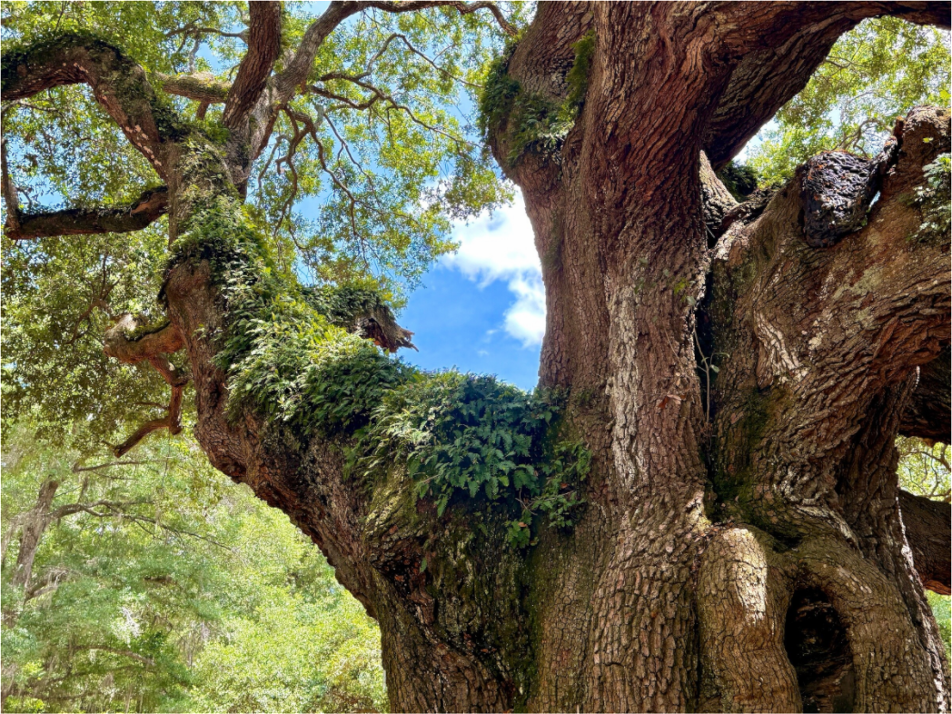 Main image Angel Oak
