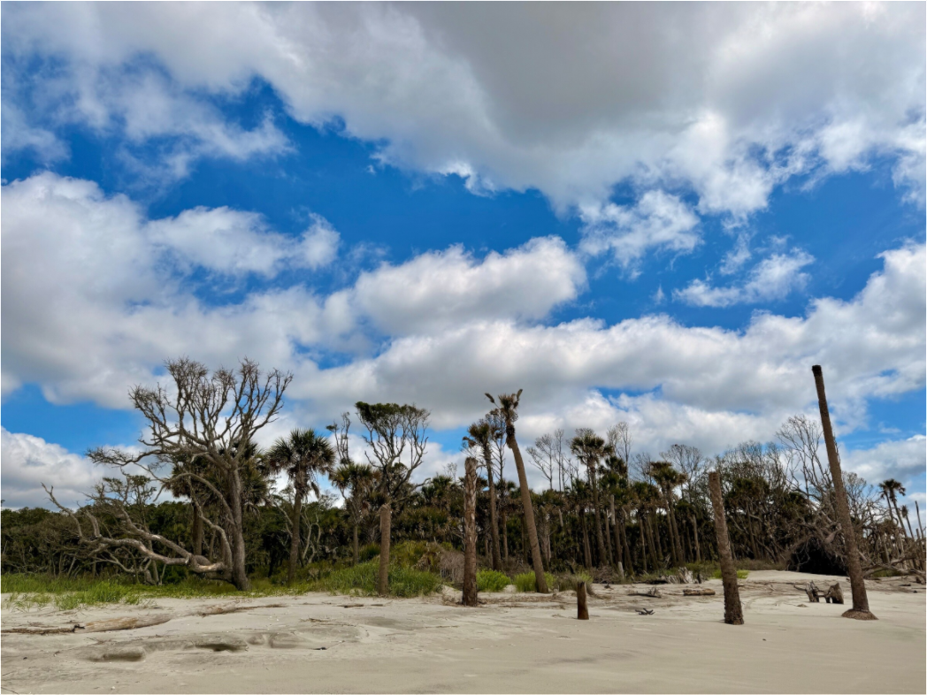 Main image Trees at Capers Island