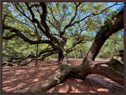 Main image Angel Oak