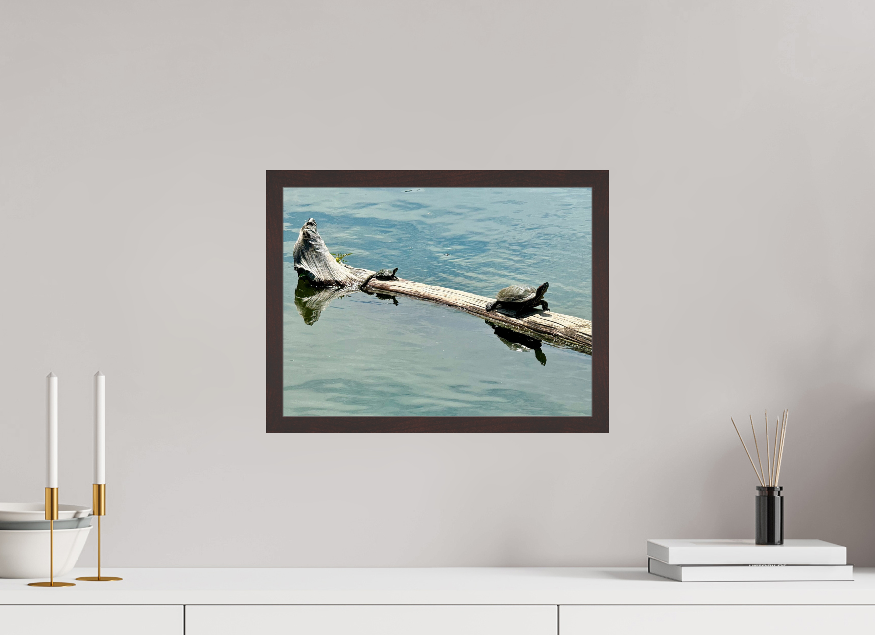 16 x 12″, ArtBox On Aluminum Dibond Turtles