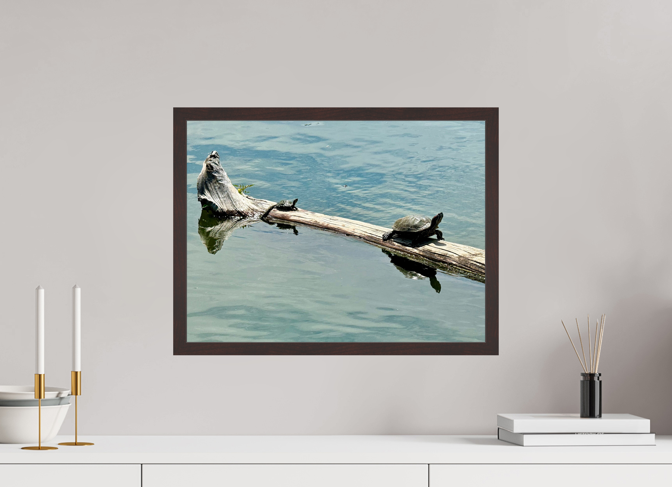 20 x 15″, ArtBox On Aluminum Dibond Turtles