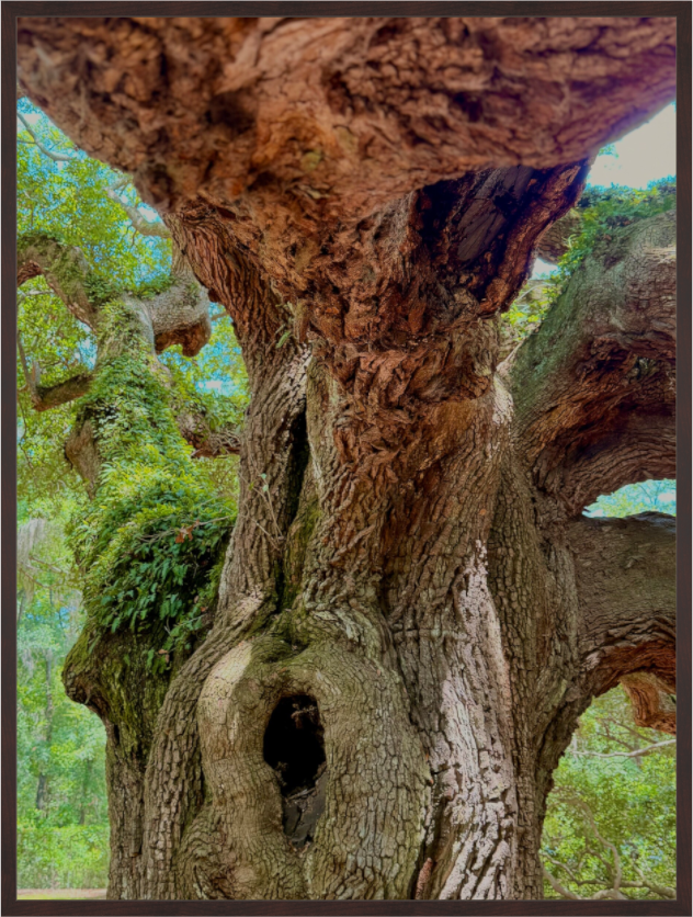 Main image Angel Oak