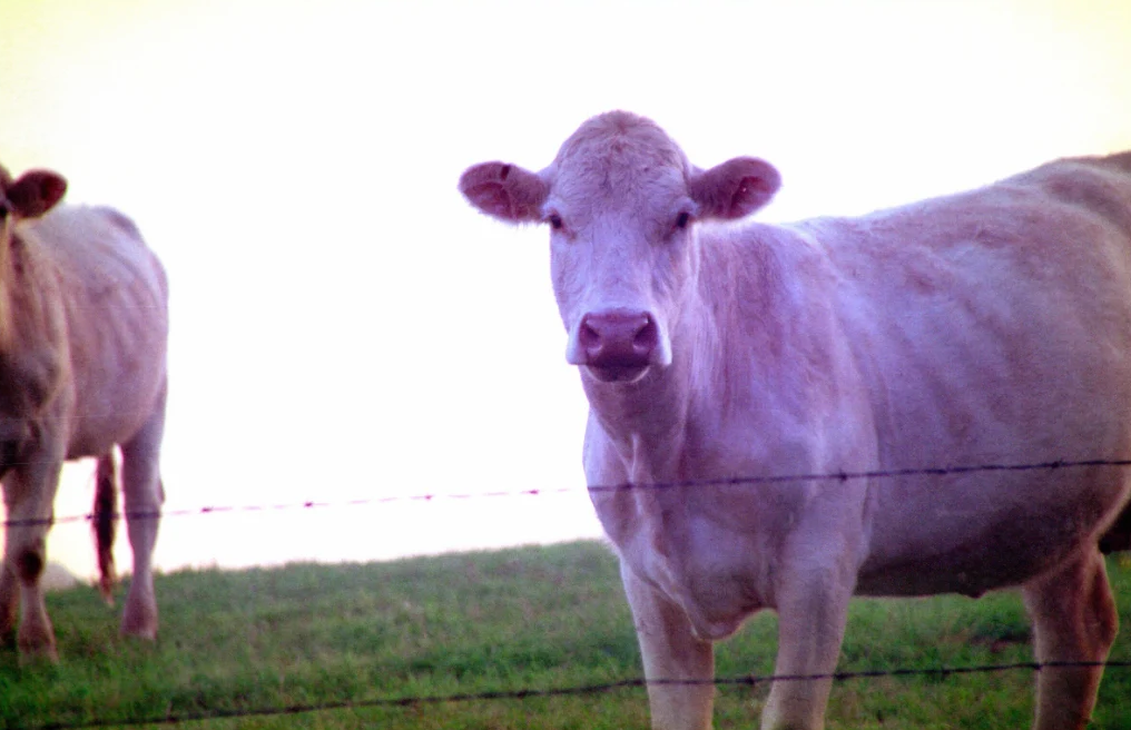 Cow