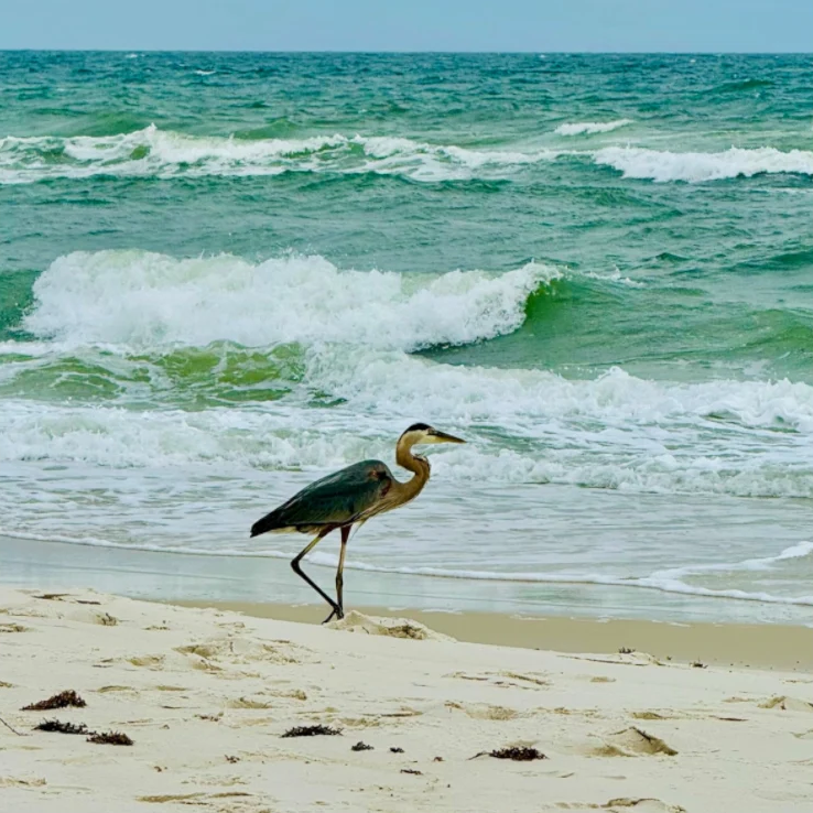 Crane2