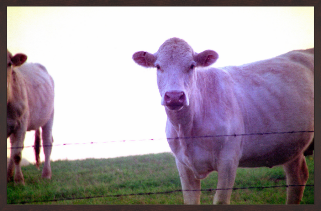 Main image Cow
