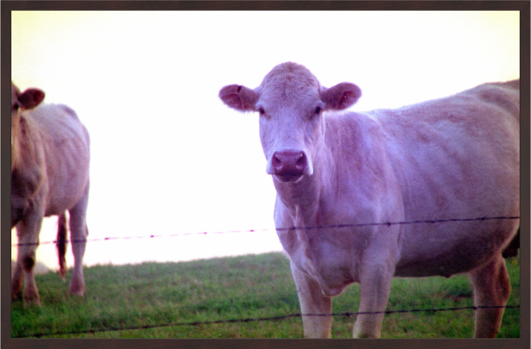 Main image Cow