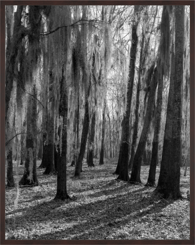 Main image Mossy Trees