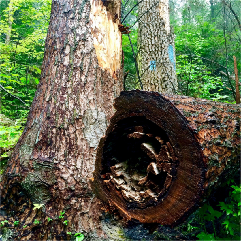 Main image Cut Tree