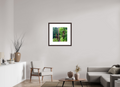 20 x 20″, Framed, Alder Brown, Color Print Tree Stumps