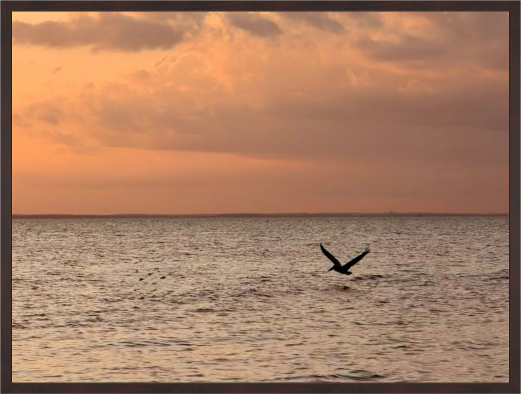 Main image Pelican