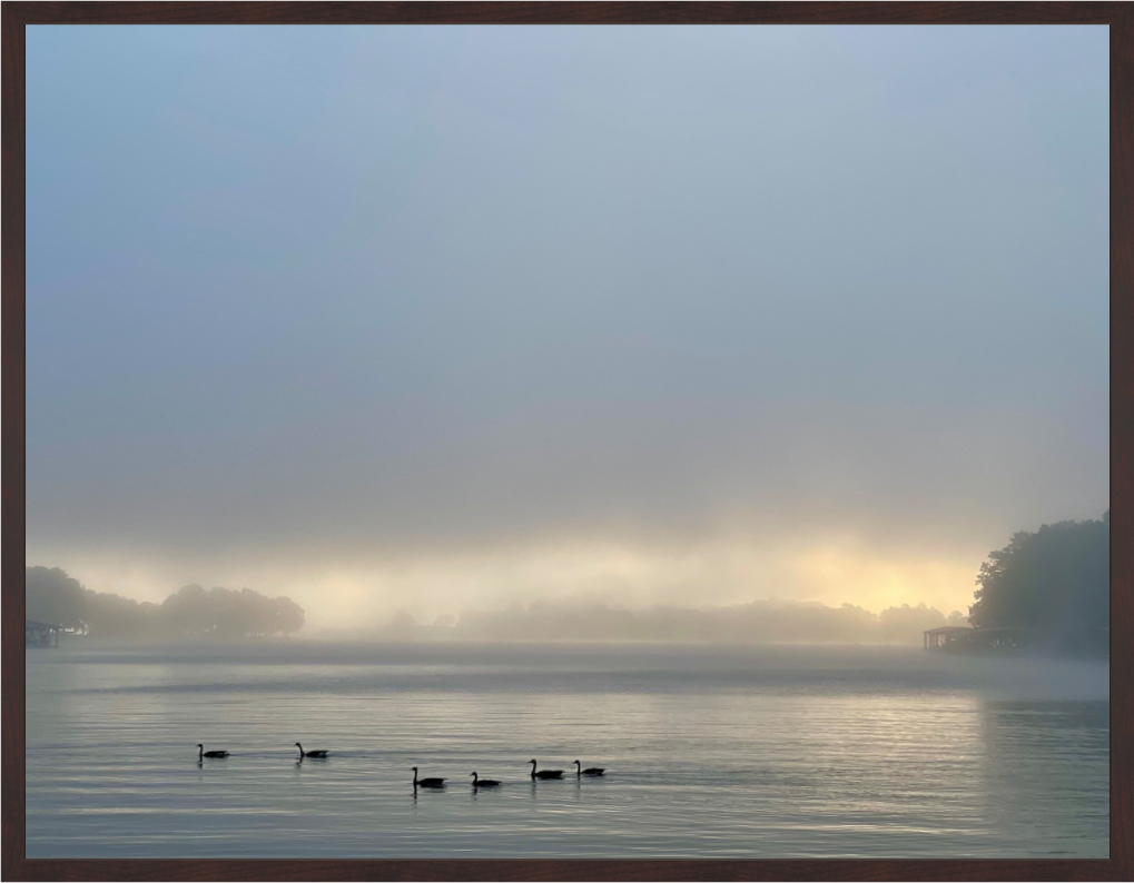 Main image Swans