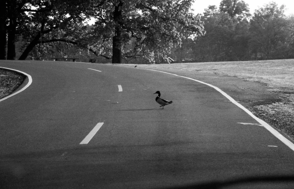 Duck Crossing