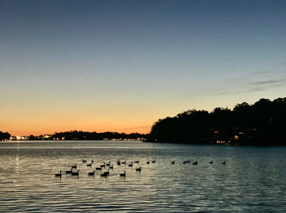 Ducks at Dawn