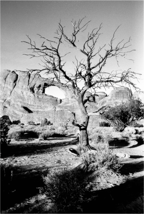Main image Skyline Arch with Tree