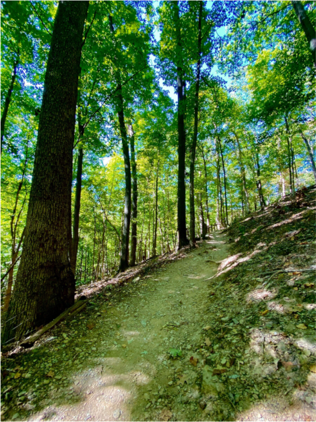 Main image Trail at Radnor Lake
